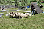 zoom_100x67_DSC_2892
