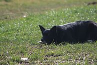 image-1465